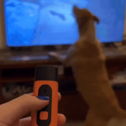 BarkStop™ – Peace in Seconds